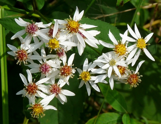 {Eurybia divaricata}